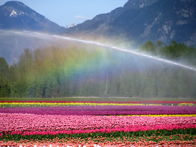 Tulip-field-irrigation.jpg