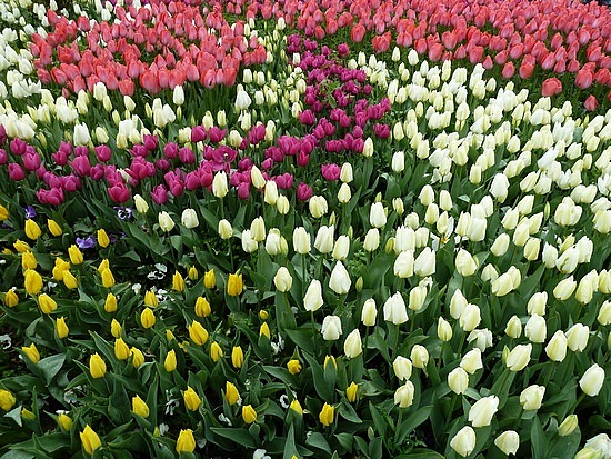 11.1302855262.tulips-were-in-turkey-before-holland.jpg