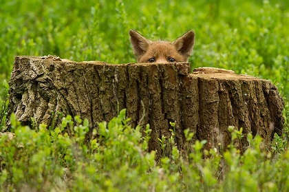 22-Pictures-Of-Foxes-That-Will-Make-You-Love-With-These-Bushy-Tailed-Animals-22.jpg