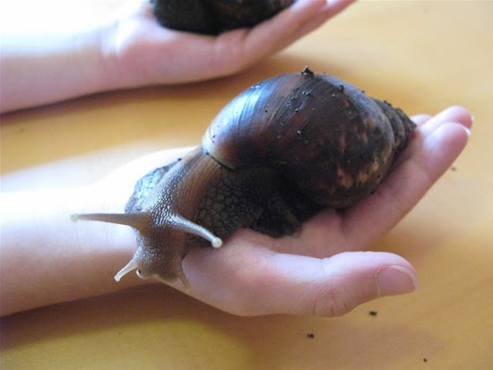 giant-african-snail-3.jpg